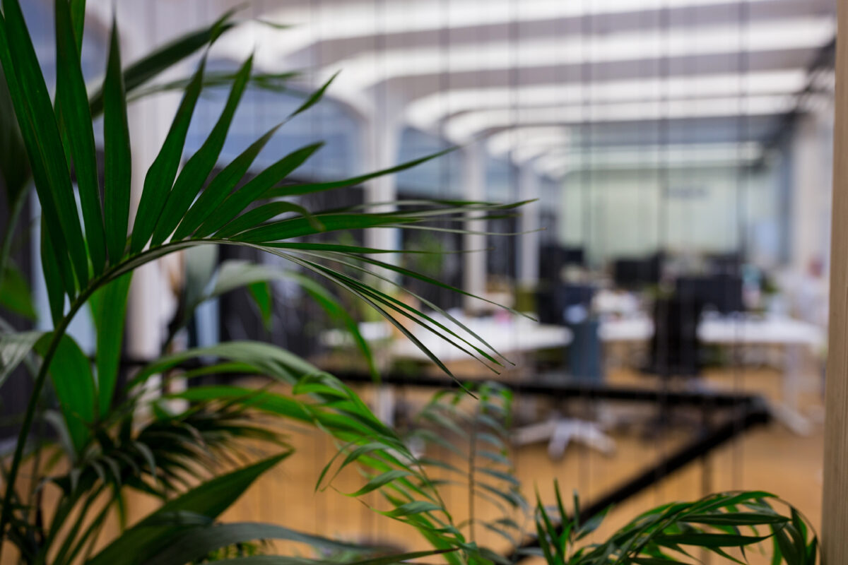 Какие растения должны расти в офисе?