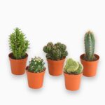 Кактус микс