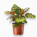 Купить Калатея Макояна