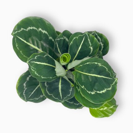 Заказать Калатея Розеопикта Грин