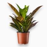 Купить Кодиеум Петра