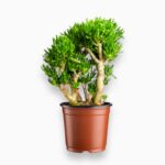 Купить Крассула Овата Хоббит