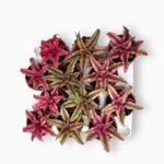 Купить Криптантус