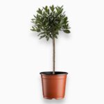 Купить Лавр Нобилис штамб