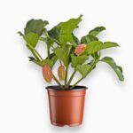 Купить Мединила Магнифика Флоринилла