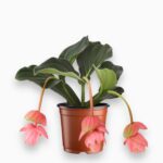 Купить Мединила Магнифика Пикколино