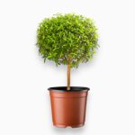 мирт обыкновенный купить, мирт штамб в горшке, myrtus communis, ароматное растение, мирт комнатный уход