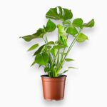 Купить Монстера Делициоза