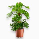 Монстера Делициоза на опоре