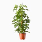 Купить Монстера Обликва Манки Маск на опоре ⌀17 ↑65 см