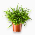 Нефролепис Грин Леди купить, Nephrolepis Green Lady, папоротник комнатный, зелёное растение для дома, компактный нефролепис уход