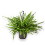 Нефролепис Грин Леди