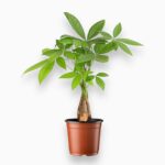 Купить Пахира Акватика переплетенная