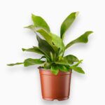 платицериум бифуркатум купить, Platycerium bifurcatum, оленьи рога растение, папоротник эпифит, декоративный папоротник, вертикальное озеленение