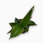 Сансевиерия Эренбурга Самурай купить, Sansevieria Ehrenbergii Samurai, самурайская сансевиерия, комнатные растения для офиса, неприхотливое комнатное растение