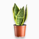 Купить Сансевиерия Футура Суперба
