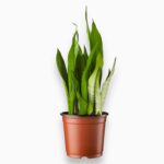 Сансевиерия Муншайн