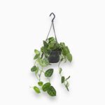 Купить Сциндапсус Пиктум Аргиреус подвесной