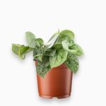 Купить Сциндапсус Пиктус Сильвер Анна