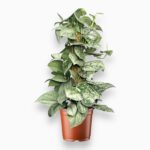 Купить Сциндапсус пиктус Сильвер Анна на опоре ⌀15 ↑40 см