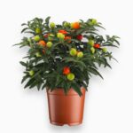 Соланум «Декоративный Томат»