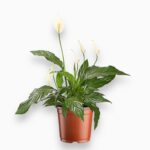 Спатифиллум Алана купить, Spathiphyllum Alana, цветущий спатифиллум, комнатное растение-фильтр, цветок женское счастье
