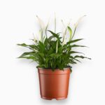 Купить Спатифиллум Шопен