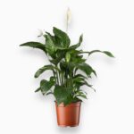 спатифиллум штраусс купить, spathiphyllum strauss, спатифиллум сорт штраусс, комнатные цветущие растения, спатифиллум уход, цветок женское счастье, растение для дома