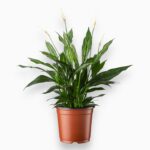 Спатифиллум Сильвер Купидо