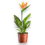 Стрелиция Регина