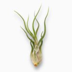 тилландсия капут медуза купить, Tillandsia Caput Medusae, тилландсия уход, тилландсия без грунта, эпифитное растение, тилландсия в колбе, редкое комнатное растение, флорариум с тилландсией