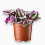 Традесканция Нанук купить, Tradescantia Nanouk, розовая традесканция, неприхотливые комнатные растения, ампельные растения, уход за традесканцией