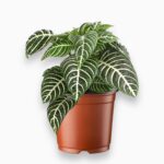 афеландра скуарроса купить, Aphelandra squarrosa, афеландра цветущая, комнатное растение с узором на листьях, тропическое растение в горшке, декоративно-лиственное растение, афеландра уход