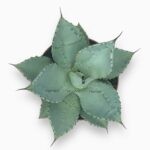 Агава Драгионис ⌀10 ↑15 см