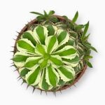 Агава Кичиокан Потаторум ⌀35 ↑45 см