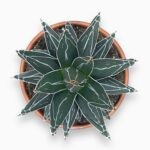 Купить Агава Виктория Реджина