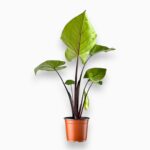 Купить Алоказия Блэк Кобра ⌀17 ↑70 см