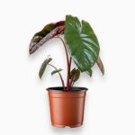 Купить Алоказия Чоколат Грин