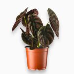 Алоказия Купера Ред Секрет купить, Alocasia Red Secret, алоказия с металлическими листьями, редкий сорт алоказии, комнатное экзотическое растение