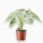 Купить Алоказия Макрориза Сплэш ⌀6 ↑10 см