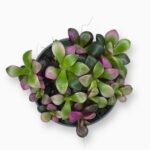 Купить Анакампсерос Санрайз ⌀5 ↑5 см