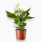 Антуриум Кокос купить, Anthurium Cocos, антуриум белый, комнатное растение с белыми цветами, антуриум в подарок