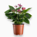 Купить Антуриум Бэби Пурпл