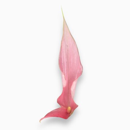 Купить Антуриум Лилли