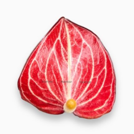 Доставка Антуриум Ливиум Оранж ⌀12 ↑40 см