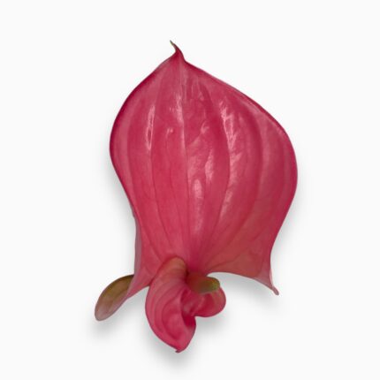 Купить Антуриум Пинк Чемпион ⌀12 ↑40 см