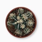 Астрофитум Фукурю Фукурю ⌀7 ↑10 см