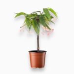 Купить Бегония Тамайя