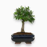 Купить Бонсай Зелкова