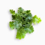 Дориоптерис Кордата купить, Doryopteris cordata, редкий папоротник, комнатный папоротник с бордовыми листьями, декоративный папоротник, растение для флорариума